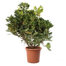 Pittosporum Tobira - Piante Vere da Esterno - h 40-50 cm Vaso ø 18 cm