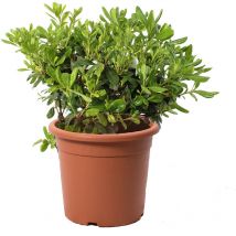 Pittosporum Tobira Nanum - Pitosforo Nano - Piante Vere da Siepe da Giardino - h 40/50 cm Vaso ø 24 cm