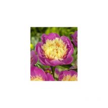 Pivoine bowl of beauty - 2 bulbes - pivoine