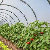 Tecplast - Gewächshausplane 3x13 m 150SE - Transparente Kunststoffplane für Gartengewächshäuser - Hohe Qualität - Made in France