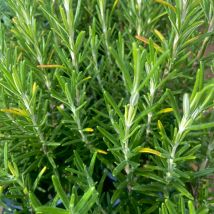 Plant Romarin Pépinière Pot 1,5L