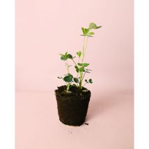 Planta del Cacahuete Plantas Naturales Pur Plant