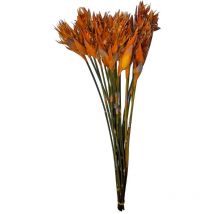 Plante Stabilisee Cape Grass x 1