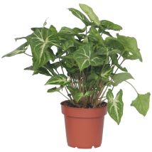 Plant In A Box - Patte-d'oie - Set de 2 - Syngonium podophyllum 'Pixie' - Hauteur 25-40cm - 12cm