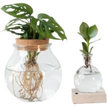 Plantes en bol - Set de 2 - Clusia, Monstera - Hauteur 15-35cm - 20cm
