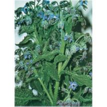 Bourrache officinale -2 g - Aromatiques