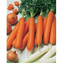 Carotte nantaise 2 amelioree - 5 g - graines