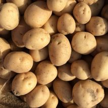 Plants de pomme de terre Charlotte/Clayette de 60 plants