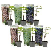 Plant In A Box - Vigne à raisin - Set de 6 - Vitis vinifera - Hauteur 25-40cm - 9cm