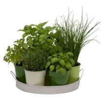 Plateau 7 herbes aromatiques – Jardin piscine – diamètre 27 cm – Hauteur 8 cm – FLOREX