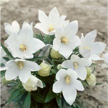 Platycodon grandiflorus 'Fuji White' p 0,5
