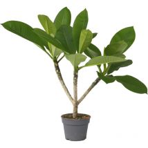 Plant In A Box - Frangipanier - Plumeria rubra 'Hawaii' - Hauteur 45-55cm - 17cm