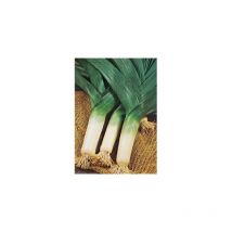 Poireau de liege - 3 g - Graines de légumes