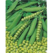 Pois merveille de kelvedon - 300 g - Graines