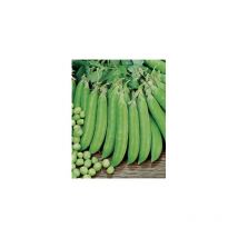 Pois petit provencal - 150 g - Graines
