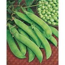 Pois senator - 150 g - grains de legumes