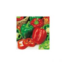 Poivron yolo wonder - 2.5 g - graines de legumes