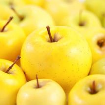 Pommier 'Golden'