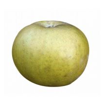 Pommier 'Patte de Loup'