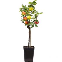 Pommier - Malus - Hauteur 60-70cm - 17cm