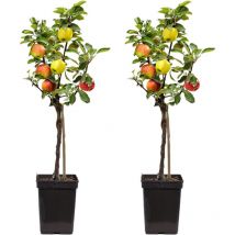 Plant In A Box - Pommier - Set de 2 - Malus - Hauteur 60-70cm - 17cm