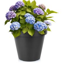Pot De Jardin En Plastique Noir Rond 39 Cm