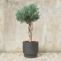 Pot à réserve d'eau – Pot de fleurs Jeannot – Ø38 cm – Fibre de terre – 35 cm de hauteur