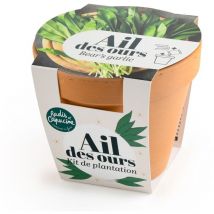 Pot en terre cuite antique - Ail des ours