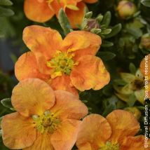Potentille arbustive Orang'issima /Pot de 3L