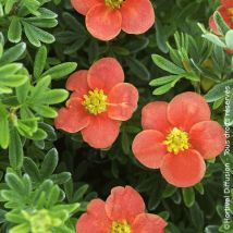 Potentille arbustive Red'issima /Pot de 3L