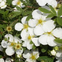 Potentille arbustive Abbotswood/Pot de 3L