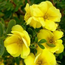 Potentille arbustive Double Punch Gold 'MINJAU03'/Godet