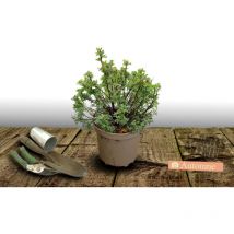 Potentille arbustive Goldfinger/Pot de 3L