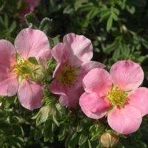 Potentille arbustive Lovely Pink 'Pink Beauty'/Pot de 3L