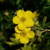 Potentille Arbustive (Potentilla Fruticosa)