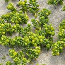 Pourpier de Mer ou Arroche (Atriplex Halimus)