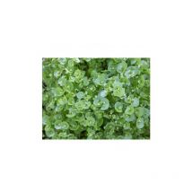 Pourpier d'hiver ( Claytonia Perfoliata) - 0,5g