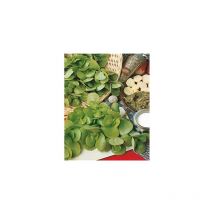 Pourpier dore - 3 g - laitues