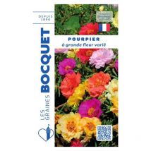 Pourpier fleuri à fleur double varié - 0,7g