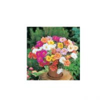 Pourpier grande fleur double - 0.5 g - graines
