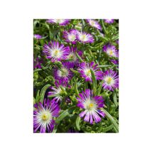 Pourpier 'Wheels of Wonder Violet' – Plante vivace fleurie – Hauteur : 15 cm – Exposition : Plein soleil – LE JARDIN DU PIC VERT