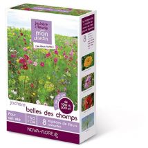Prairies fleuries : jachères belle des champs 100 m2