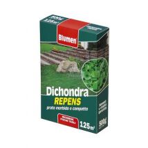 Prato dichondra repens Blumen 500GR