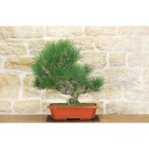 Pre bonsai di Pino Nero Thunbergii (2)