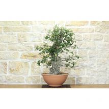 Pre bonsai yamadori di Sughera (2)