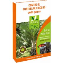 Presto bio feromoni contro il punteruolo rosso della palma per trappola insetti
