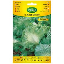 à propos de seeds college asa de cantaro 000250bolsh d'accord - grandes feuilles - extérieur pour le fourrage - intérieur et