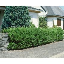 Prunus laurocerasus 'Otto Luyken' c 5 40-50