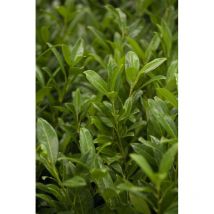 Prunus laurocerasus 'Herbergii' c 100- 125