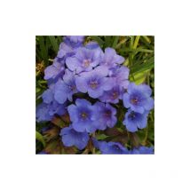 Pulmonaire Blue Ensign | Conditionnement: Lot de 3 godets